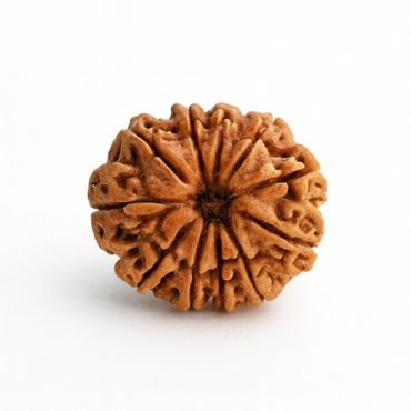 11 MUKHI RUDRAKSHA Unique