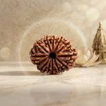 12 Mukhi Rudraksha Premium