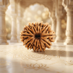 12 Mukhi Rudraksha Regular