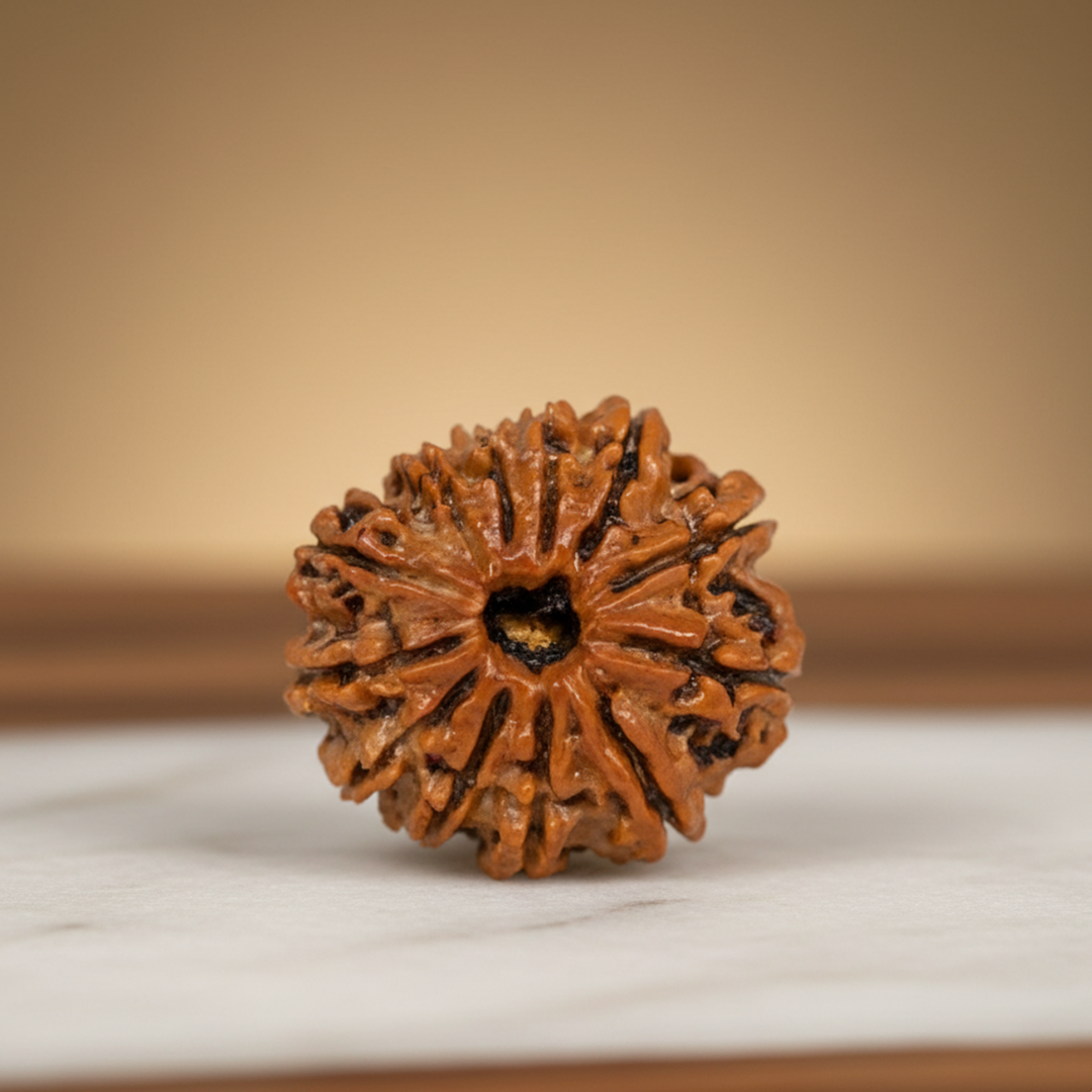 12 Mukhi Rudraksha