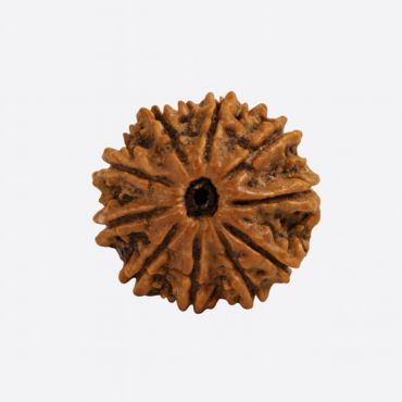12 MUKHI RUDRAKSHA Collector