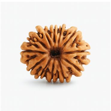 12 MUKHI RUDRAKSHA Regular
