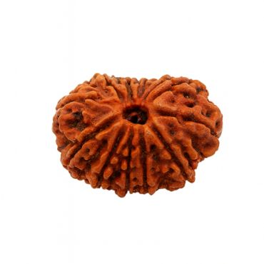 12 MUKHI RUDRAKSHA Unique