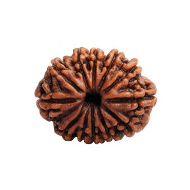 12 MUKHI RUDRAKSHA Premium