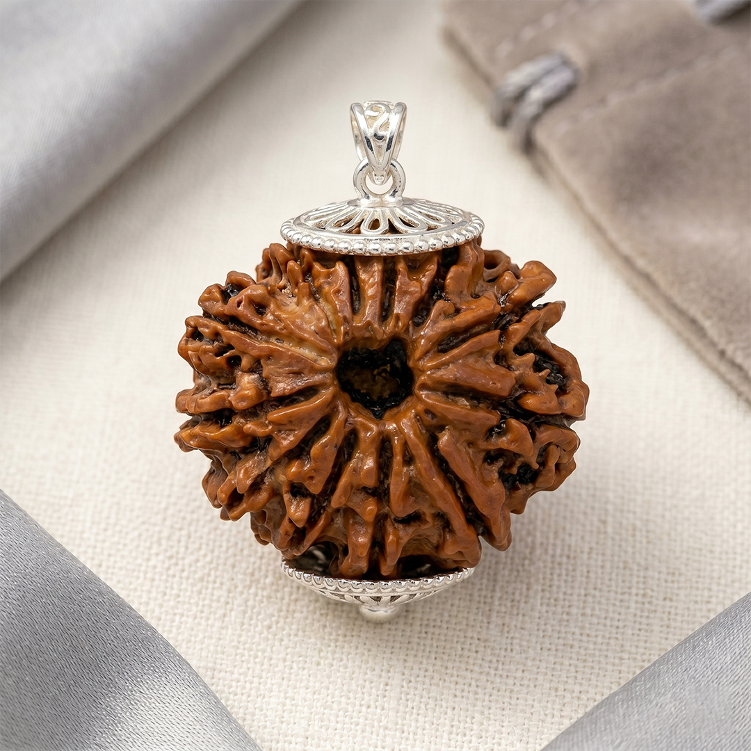 12 MUKHI RUDRAKSHA Regular