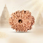 13 Mukhi Rudraksha Collector