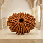 13 Mukhi Rudraksha Premium
