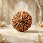 13 Mukhi Rudraksha Regular