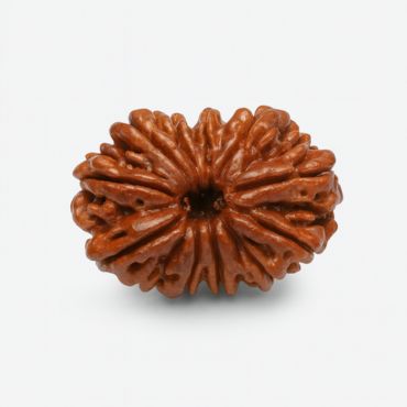 13 MUKHI RUDRAKSHA Collector