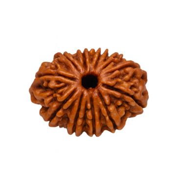 13 MUKHI RUDRAKSHA Premium
