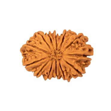 13 MUKHI RUDRAKSHA Unique