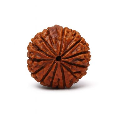13 MUKHI RUDRAKSHA Regular