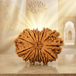 13 MUKHI RUDRAKSHA Unique