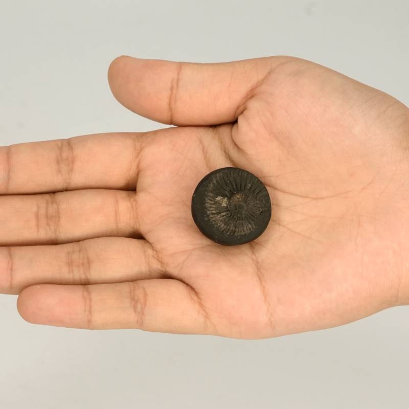 Natural Shaligram