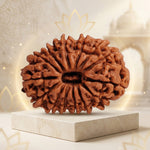 14 MUKHI RUDRAKSHA Unique