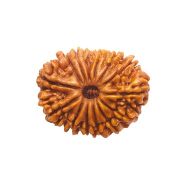 14 MUKHI RUDRAKSHA Collector