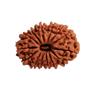 14 MUKHI RUDRAKSHA Premium
