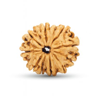 14 MUKHI RUDRAKSHA Regular
