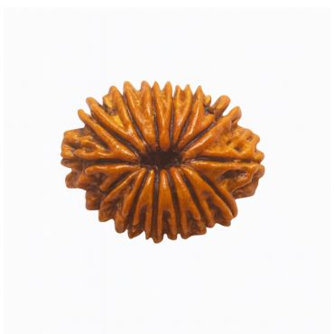 14 MUKHI RUDRAKSHA Unique