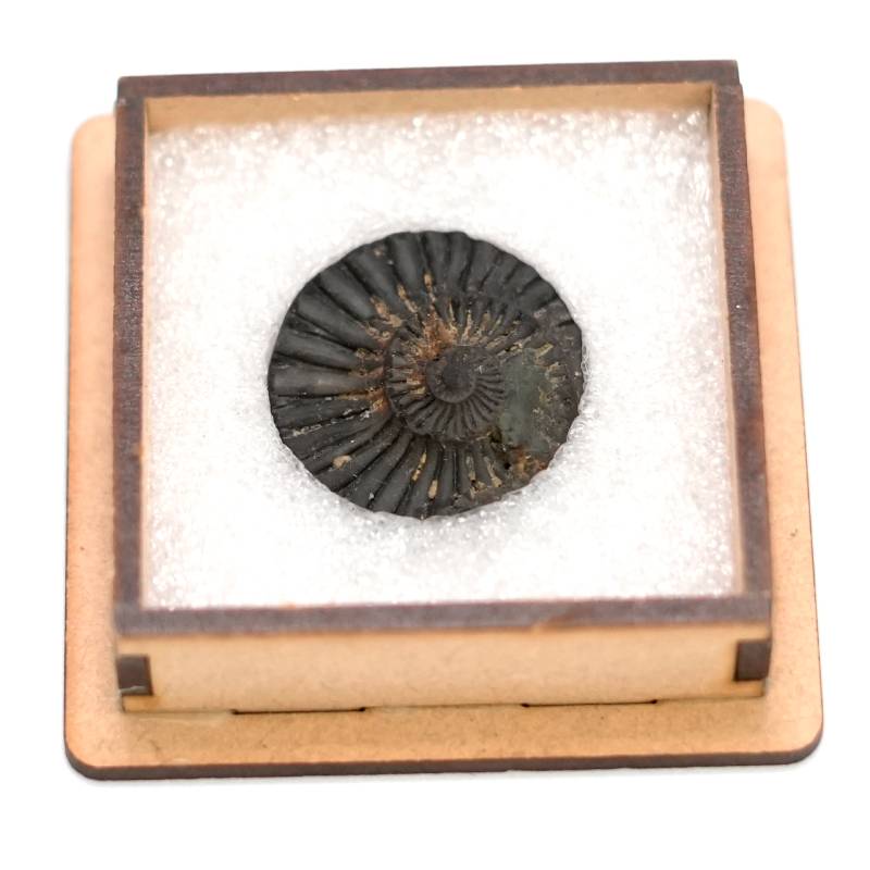 Natural Shaligram