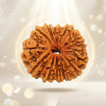15 Mukhi Rudraksha Premium