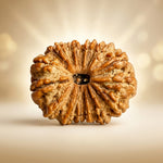 15 Mukhi Rudraksha Regular