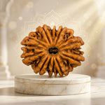 15 Mukhi Rudraksha Unique