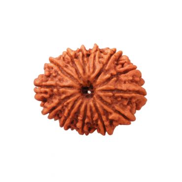 15 MUKHI RUDRAKSHA Collector