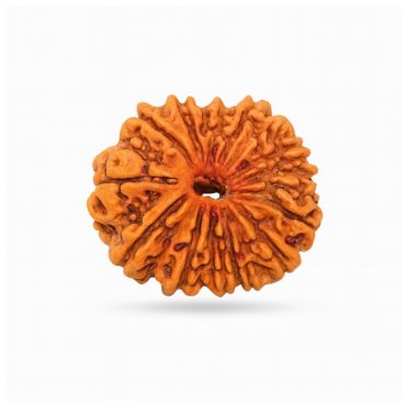 15 MUKHI RUDRAKSHA Premium