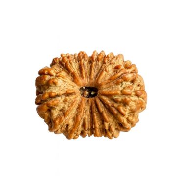 15 MUKHI RUDRAKSHA Regular