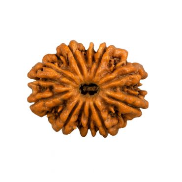 15 MUKHI RUDRAKSHA Unique