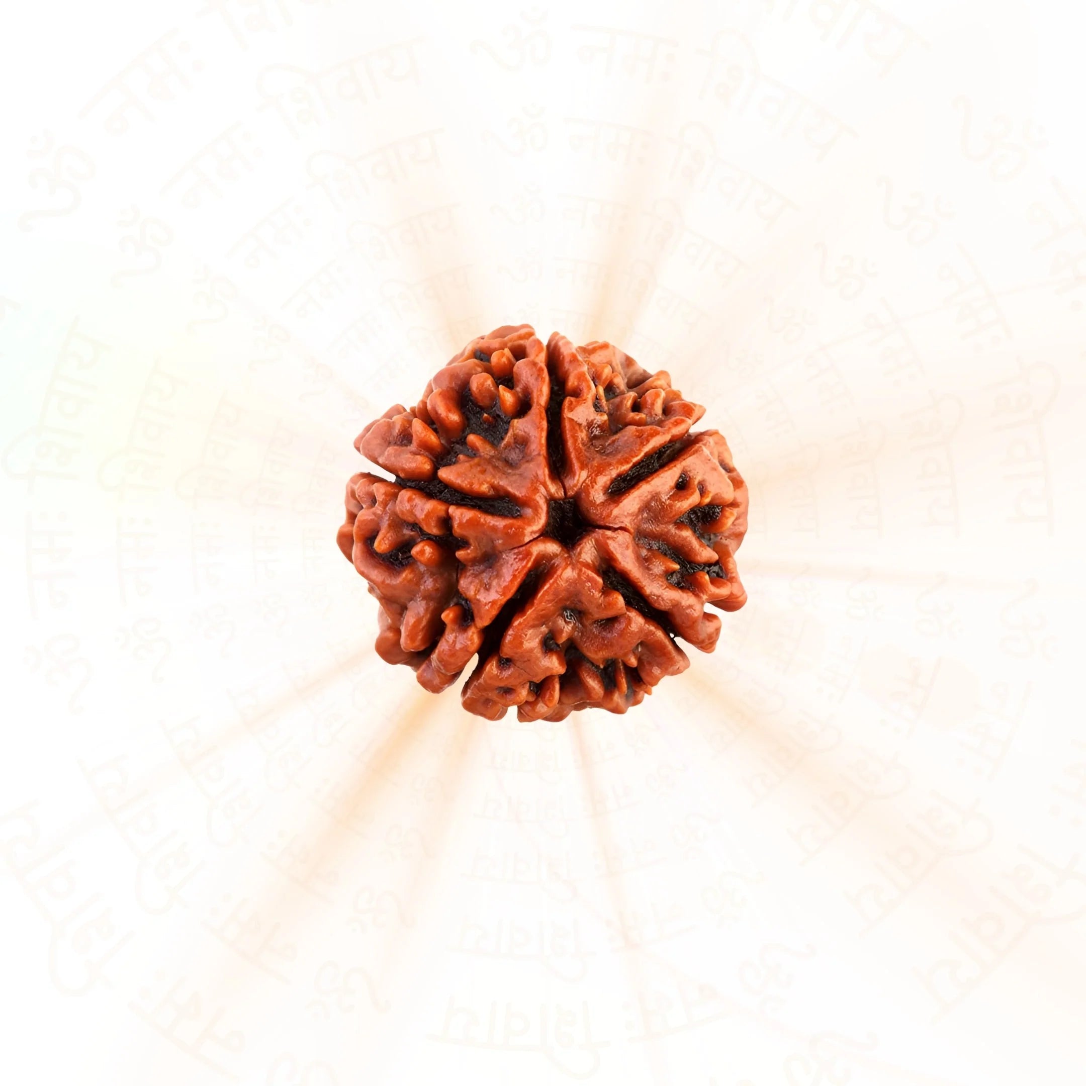 5 Mukhi Rudraksh (Unique) Nepal