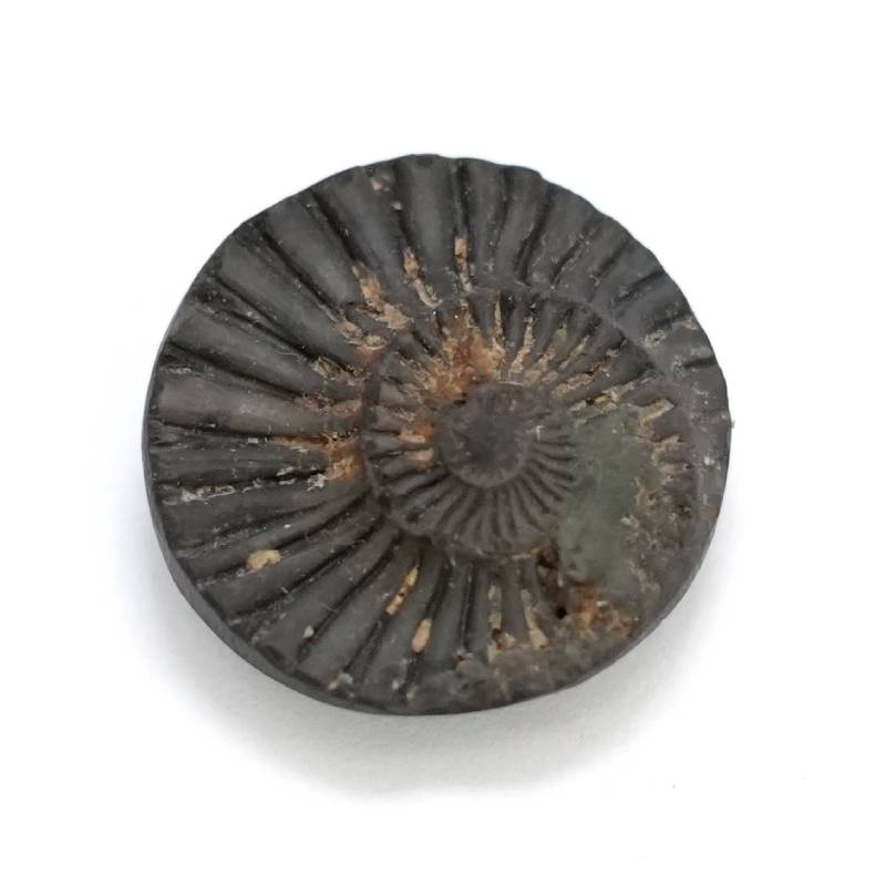 Natural Shaligram