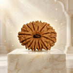 16 Mukhi Rudraksha Collector