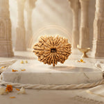 16 Mukhi Rudraksha Regular