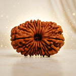 16 Mukhi Rudraksha Unique