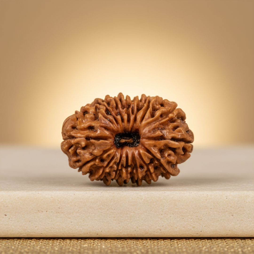 16 Mukhi Rudraksha