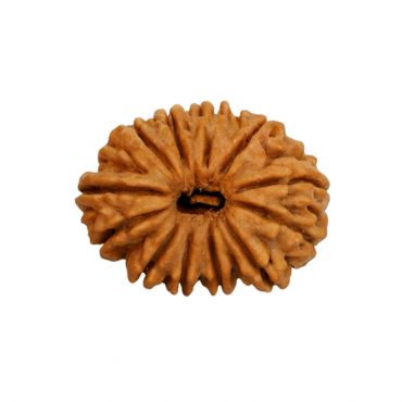 16 MUKHI RUDRAKSHA Collector