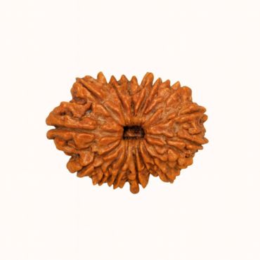 16 MUKHI RUDRAKSHA Regular