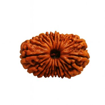 16 MUKHI RUDRAKSHA Unique