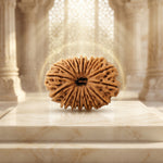 17 Mukhi Rudraksha Collector