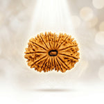 17 Mukhi Rudraksha Regular