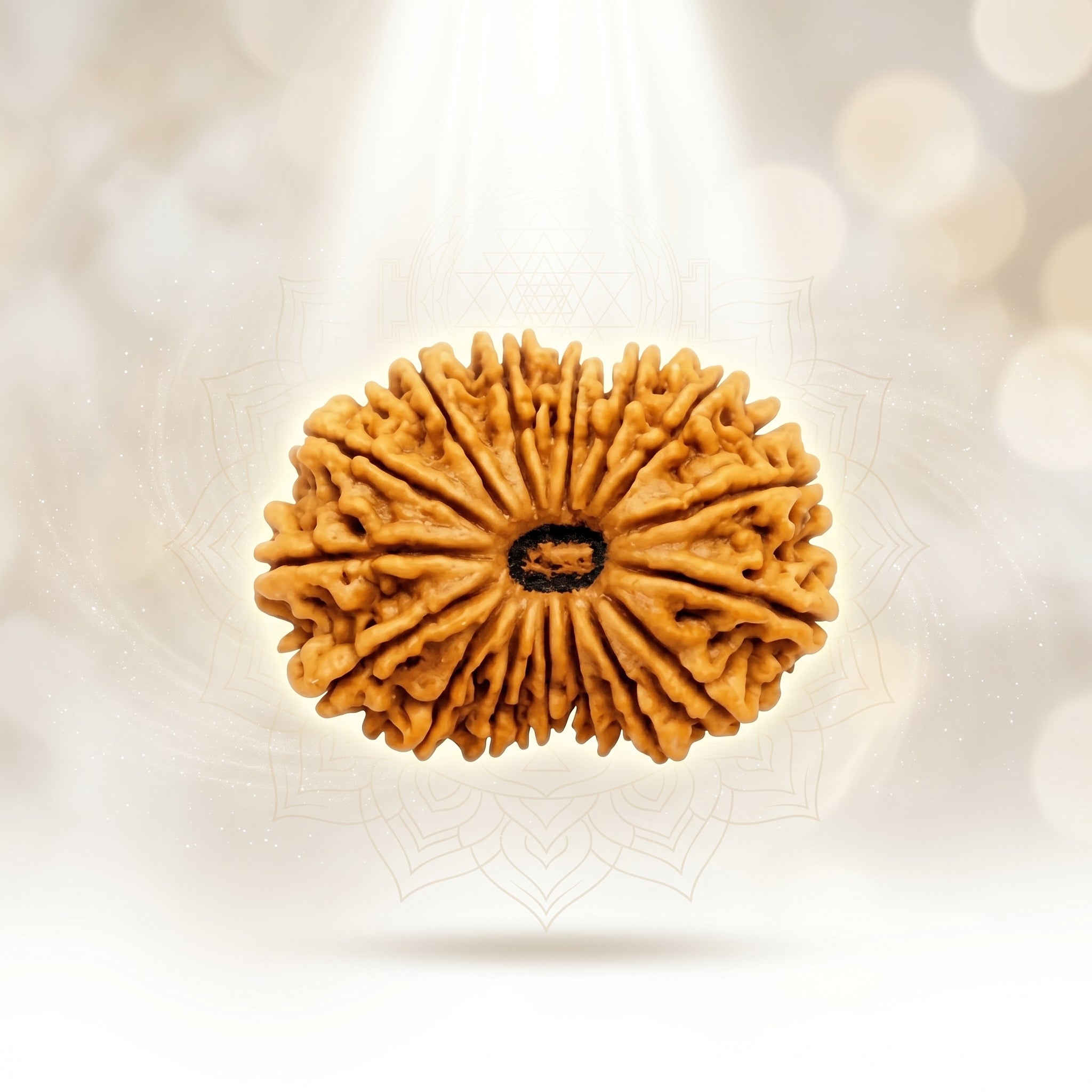 17 MUKHI RUDRAKSHA Regular