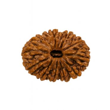 17 MUKHI RUDRAKSHA Premium