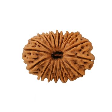 17 MUKHI RUDRAKSHA Collector