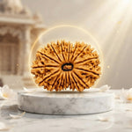 17 Mukhi Rudraksha Regular