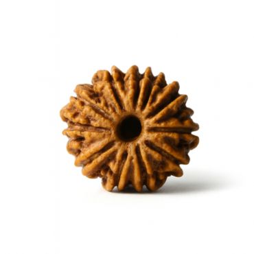 17 MUKHI RUDRAKSHA Unique