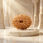18 Mukhi Rudraksha Regular