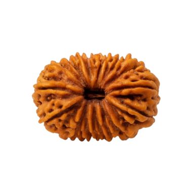 18 MUKHI RUDRAKSHA Collector