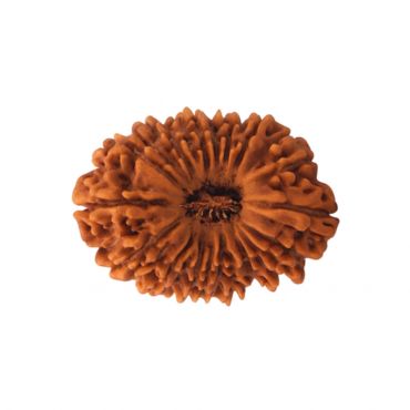 18 MUKHI RUDRAKSHA Premium